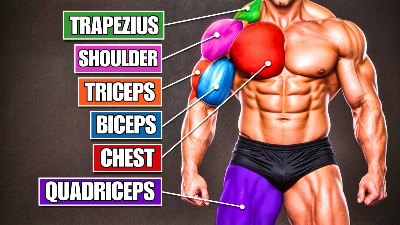 The #1 Exercise for Each Muscle Group