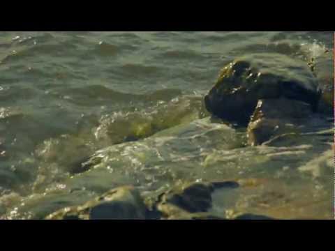 Aino Venna - Suzette