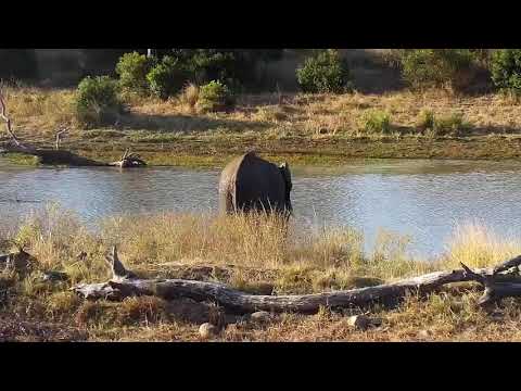 Djuma: Three Elephants get a drink at the pan - 16:04 - 06/06/21