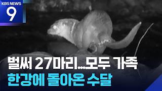 “사라진 줄 알았는데”…한강에 돌아온 수달 가족 [9시 뉴스] / KBS