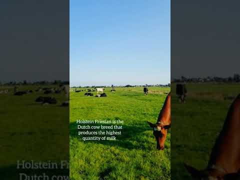 , title : 'Holstein Friesian - Dutch cow breed | Dutch farm | Dutch cows | Dutch farming | Dutch cattle  '