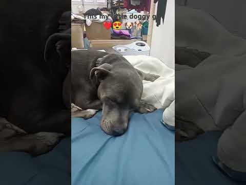 Shadow's my little dog girl #dog #pets #puppy #cutedog