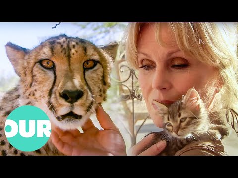Joanna Lumley Explores Our Captivating Obsession with Cats | Our World