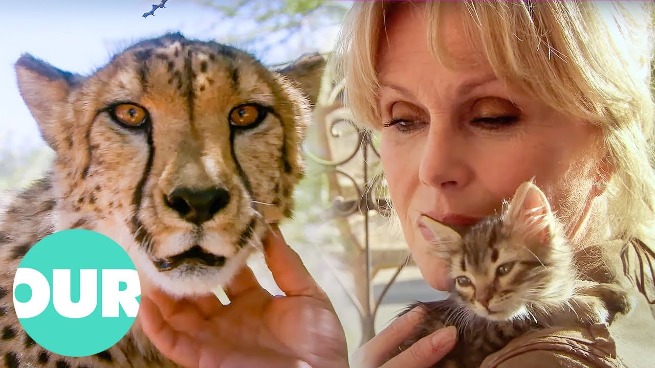 Joanna Lumley Explores Our Captivating Obsession with Cats