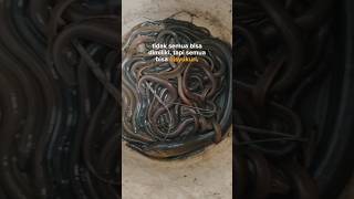 Download lagu Rejeki Nomplok‼️Belut Sawah #shorts #rezekibesar #rezekimelimpah mp3 Download lagu Rejeki Nomplok‼️Belut Sawah #shorts #rezekibesar #rezekimelimpah mp3