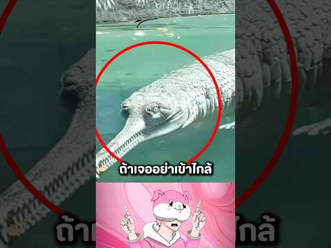 Who would believe it exists? This crocodile will give you goosebumps! 😱