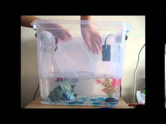 setting up a betta fish tank