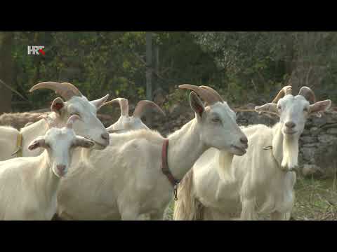 HRT EKO ZONA ISTARSKE KOZE beznajave prilog K. Horvat