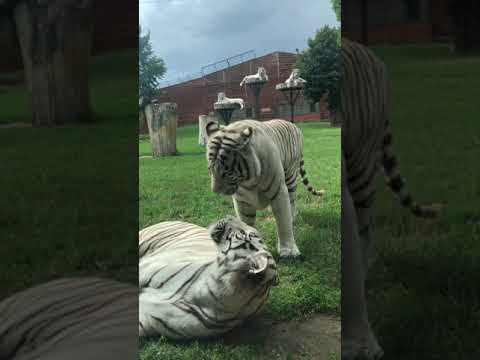 Tygrys atakuje człowieka