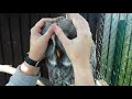 Great Grey/Gray Owl massage 🥰