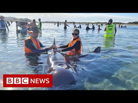 救援人員從臭名昭著的擱淺地點救出鯨魚 - BBC News (Rescuers save whales from notorious stranding spot - BBC News)