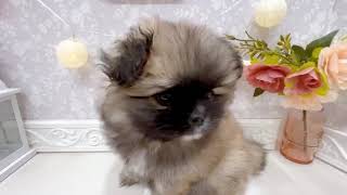 ハーフ犬の動画01