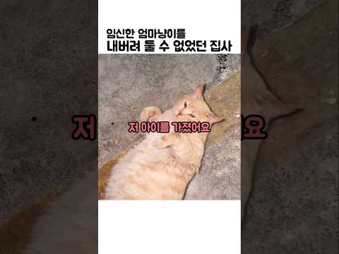 임신한 엄마냥이를 내버려 둘 수 없었던 집사 #고양이임신