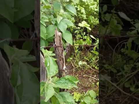 Jacaré 🐊 é encontrado em Janduís RN #animal #animais #jacaré #rn #caatinga #exótico #fauna