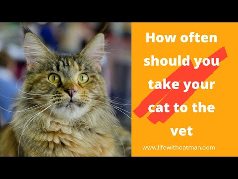 How often should you take your cat to the vet