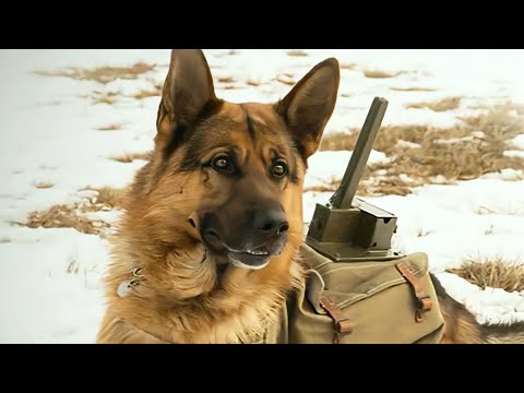 Early in World War II, anti-tank dogs destroyed over three hundred tanks.