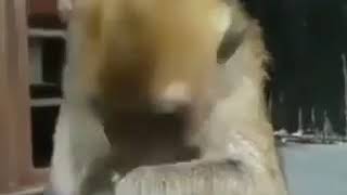 Download lagu Story wa monyet galau mp3 Download lagu Story wa monyet galau mp3