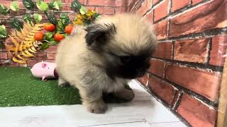 ハーフ犬の動画01