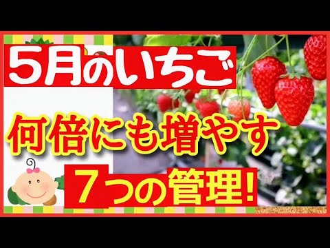 園芸 イチゴを増やすにはどうすればよいですか?