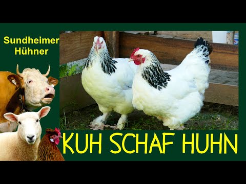 , title : 'KUH SCHAF HUHN Folge 2: Sundheimer Hühner - Deutschlands ältestes Zwiehuhn im Rasseportrait'