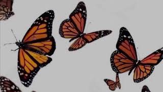 mothxr ⋆ stranger [slowed]