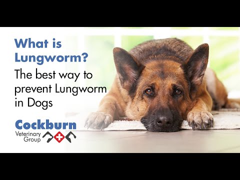 YouTube video about: What wormer kills lungworm in dogs?