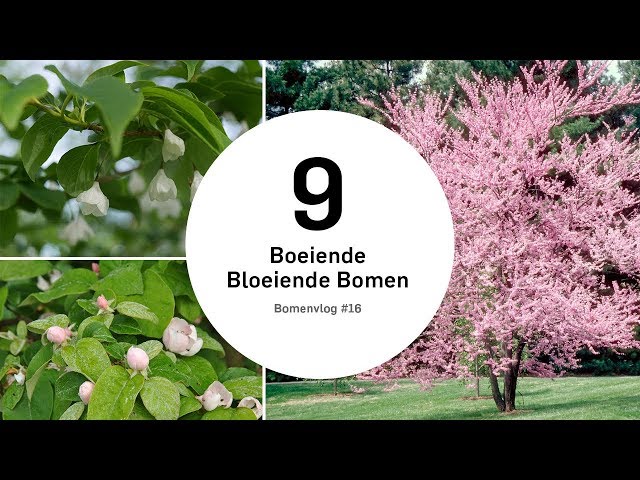 Video Uitspraak van Bomen in Nederlandse