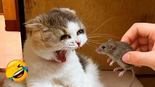 🤣 100%笑える！最高におもしろい猫動画！🐈😹パート 8