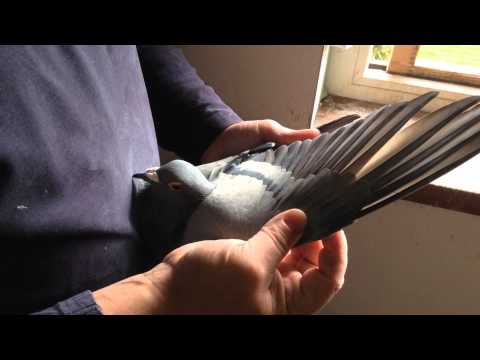 Porumbei Voiajori - Fam Lucaci - Lotul de zburatori femele viteza