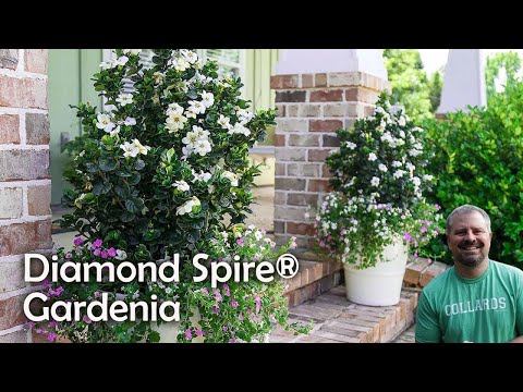 Diamond Spire® Gardenia