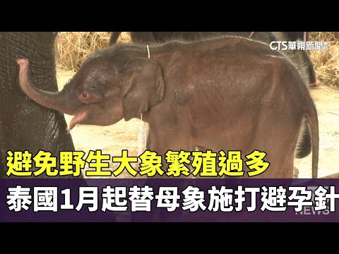 避免野生大象繁殖過多　泰國1月起替母象施打避孕針