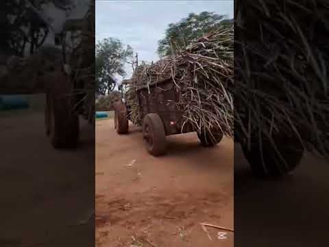 #mieldecaña #arroyosyesteros #Cordillera #paraguay