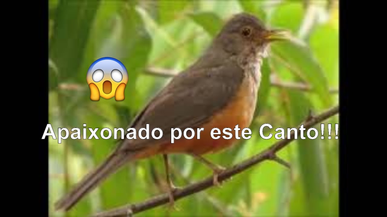 Thrush flute - NATIVE SONG TO TEACH