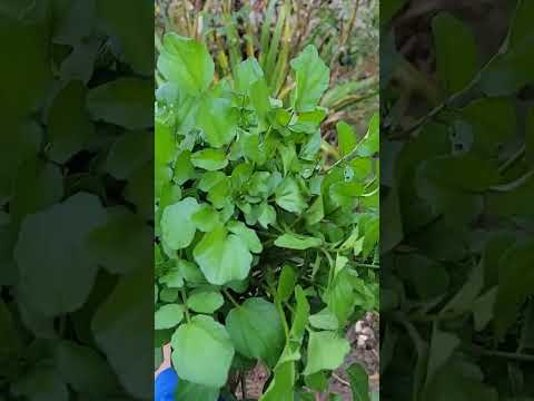 ガーデンクレソン 植物