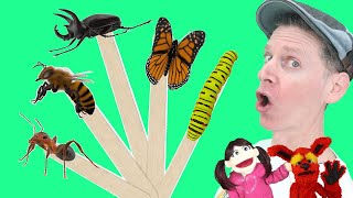 Bugs | Pop Sticks Song with Matt | Dream English Kids