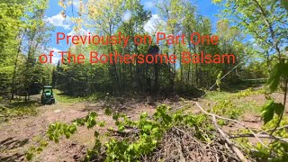 The Bothersome Balsam. Part Two.