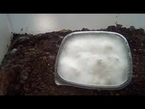 DIY how to make your own IMO 1 + 2 indigenous microorganisms for garden and plants