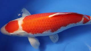 video van Sandan Maruten Kohaku KO-V23-03299