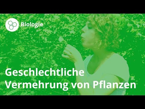 Geschlechtliche Vermehrung: So vermehren sich Pflanzen! – Biologie | Duden Learnattack
