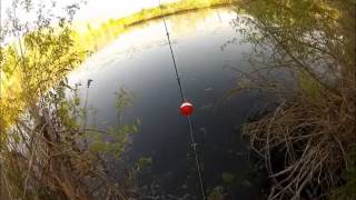 preview picture of video 'Bluegill fishing in Washington!'