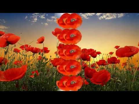 download lagu mp3 mp4 Magones, download lagu Magones gratis, unduh video klip Magones