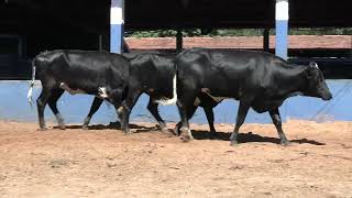 Vídeo 225 - 1ª ETAPA MEGA LIQUIDAÇÃO TOTAL AGROPECUÁRIA MARAJOARA - DIA 4 | GADO GIROLANDO E HOLANDÊS
