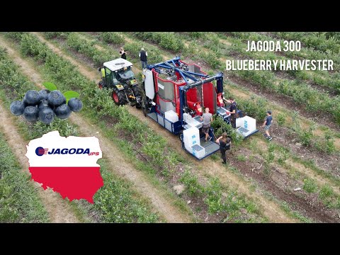We’ve put the JAGODA 300 Blueberry Harvester to the ultimate test in the field, and the results are
