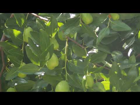 Ziziphus jujuba @ Ostiglia IT