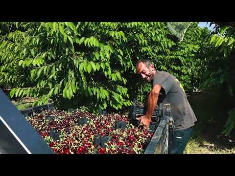 Սպայկա | Կեռասի այգիներ