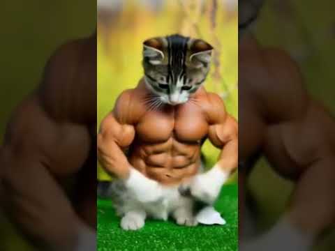 #ai #cat #ekmotahathighumechala ❤️💕