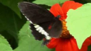 preview picture of video 'GIANT BUTTERFLY FROM OUTER SPACE!'
