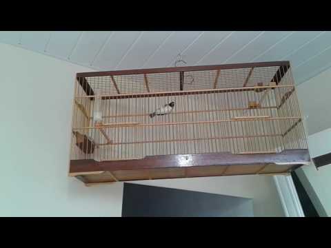 Edu de Tamandaré passarinho dele cabeça preta Armazém do Eletro acabei