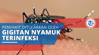 Malaria, Penyakit Serius Timbul akibat Parasit yang Ditularkan oleh Gigitan Nyamuk yang Terinfeksi
