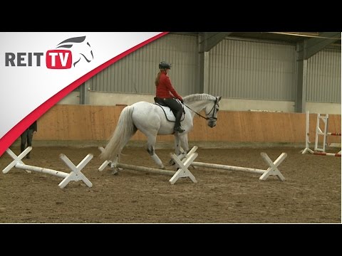 Springreiten lernen: Deine Frage zu Stangen- und Cavalettiarbeit Teil 1